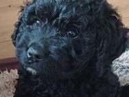 Welpe Spanischer Wasserhund Perro - Küllstedt