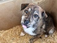 ❤️🐶 Süßer Junghund Peppi🐶❤️ - Eislingen (Fils)
