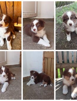 Wunderschöne Australian Shepherd Welpen - Bachhagel