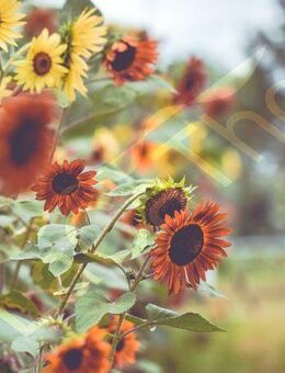 Mehrfarbige Sonnenblume Selma Samen gelb orange rot Sonnenblumen Sonnenblumensamen Bienenfreundlich bunte mehrfarbige große Blüten für Garten und wildflower Balkon Geschenk flower present SWR Blumenwiese - Pfedelbach