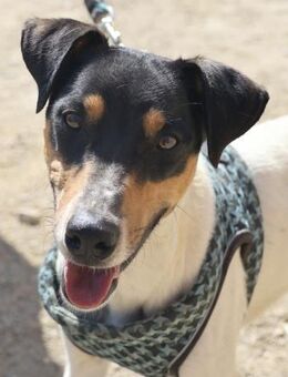 Milo, agil, menschenbezogen, offen - Westerholt