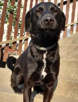 SCOOBY🩵voller Liebe und Lebensfreude - Hamburg