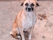 Adina sucht ein nettes Zuhause - Blankenheim (Nordrhein-Westfalen)