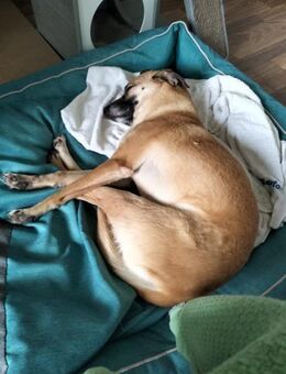 ❤️ Liebe Daisy sucht ihre Couch❤️ - Eislingen (Fils)