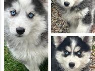 Pomsky Welpen - Lünen