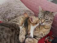 Adriana und Poppy aus dem Tierschutz - Grevenbroich