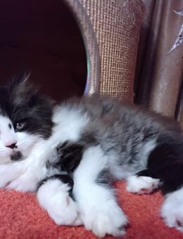 Verschmusst es Perser Katerchen - Gerach (Bayern)