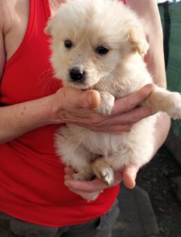 Flocke will ankommen -Neustart gesucht - Celle