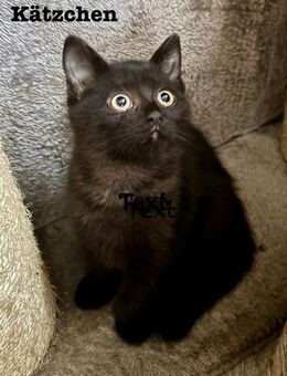 Katzenbabys Persermix - Geisenfeld