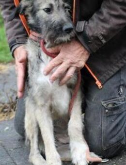 Melody - goldige Junghündin - Lohra