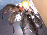 5 Kitten Katzen Kätzchen Maikatze Hauskatze - Wriedel