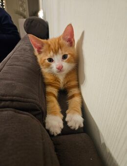 Katzenbaby abzugeben - Oldenbüttel