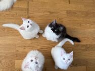 Wunderschöne 12 Wochen alte Katzenbabys zu verkaufen - Darmstadt