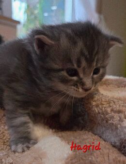 Maine Coon Blue-smoke und Bluesilver-tabbyy - Scheinfeld