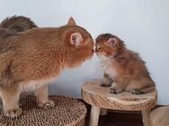 Bkh Kitten Britisch Kurzhaar golden Katze Kater mit Stammbaum - Petersberg (Hessen)