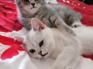 Reinrassige BKH Kitten. - Geislingen (Steige)