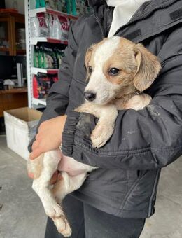 🩷Sophia🩷sucht ihr großes Glück🐾🩷 - Freilassing