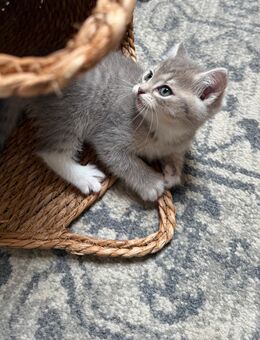 Letztes Kitten abzugeben – Blue Tabby White - Bergkamen