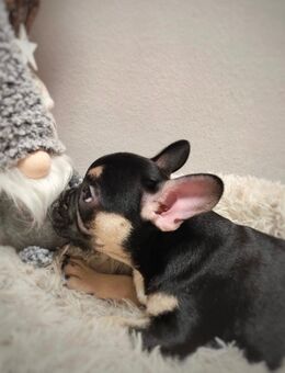 Französische Bulldogge Herzen auf der Suche nach ihrer Familie mit Herz - Landsberg