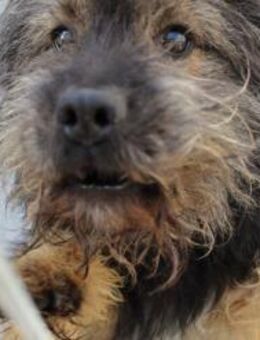 Elmo - ruhig und freundlich - Rheine