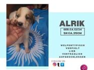 Alrik❤️ - süßer kleiner Welpe - Rambin