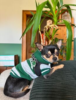 Deckrüde (kein Verkauf) reinrassiger Chihuahua - Mühlhausen (Thüringen) Zentrum