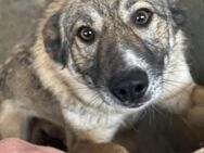 Amira, 3 Jahre, Zuhause gesucht - Schwalmtal (Nordrhein-Westfalen)