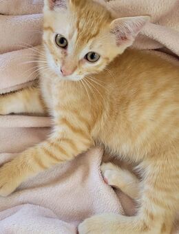 Wir verkaufen unsere Katzen - Breitenbach