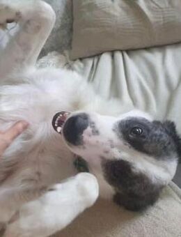 Rüde Amani sucht Herzensmenschen - Neuhausen (Fildern)