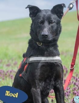 Noel, fröhlich und verspielt - Rheine