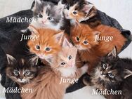 Wunderschöne Reinrassigen Main Coon Kitten XXL - Wiesbaden Nordenstadt