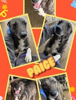 Tolle Paige möchte auch ausreisen! - Nürnberg