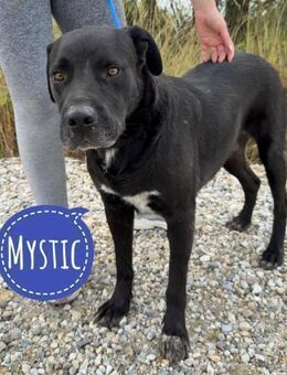 Mystic ein Prachtexemplar wartet - Flörsheim-Dalsheim