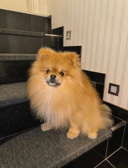 Pomeranian/Zwergspitz Rüde abzugeben - Gummersbach