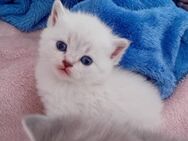 Bkh kitten - Rottweil