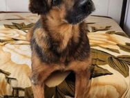 Zauberhafte Foxy❤️sucht ein Zuhause - Rott (Inn)