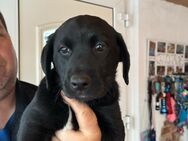 Welpen Jack Russel- Labrador - Tessenow