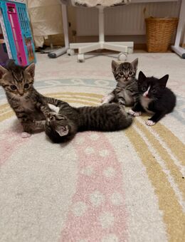 Katzenbabys / Kitten - Kaiserslautern