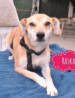 Raska ein sanftes zartes Engel - Flörsheim-Dalsheim