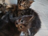 Noch 3 Xxl maine coon kitten black smoke kater und weibchen u. Ein Tabby - Bad Kissingen