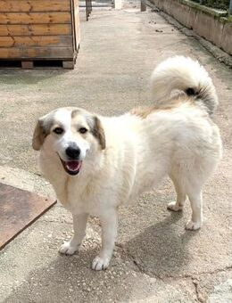 Liza Mix Hündin 4 Jahre alt in GR - Reutlingen