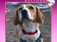 ❤ BELINDA ❤ - HAST DU EIN KÖRBCHEN FREI? - Alfeld (Leine)