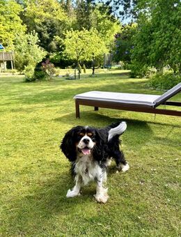 Deckrüde - Itzehoe Zentrum