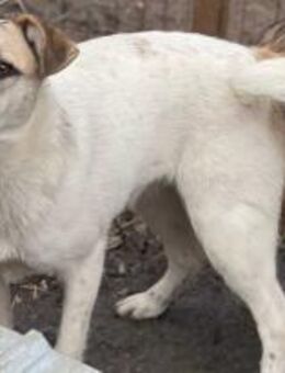 Yulia - sucht ihr Traumzuhause 🐾 - Elsdorf (Nordrhein-Westfalen)