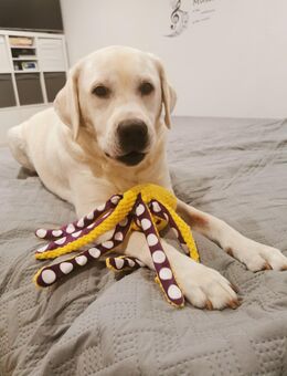Labrador Charly - bitte ganzen Text lesen - Pforzheim