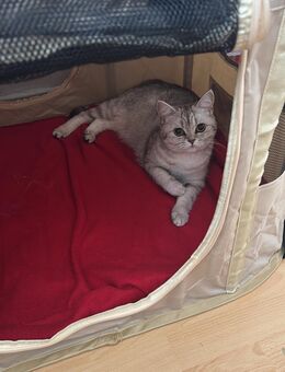 Wunderschöne BKH Katze - Offenbach (Main) Rosenhöhe