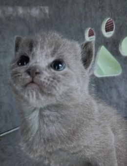 Britisch Kurzhaar BKH Kitten - 1 Junge - einfarbig Graublau - 12 Wochen - Katzenbaby - abgabebereit - Brandenburg (Havel) Zentrum