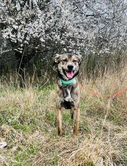 Thors Glück war nur von kurzer Zeit :( - Augsburg