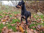 Zwergpinscher, Rehpinscher Pinscher Weibchen 1 Jahr - Singen (Hohentwiel)