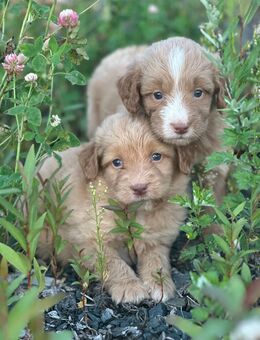 Doubledoodle Medium – ähnlich Goldendoodle/Golden Doodle – abzugeben - Waldmünchen